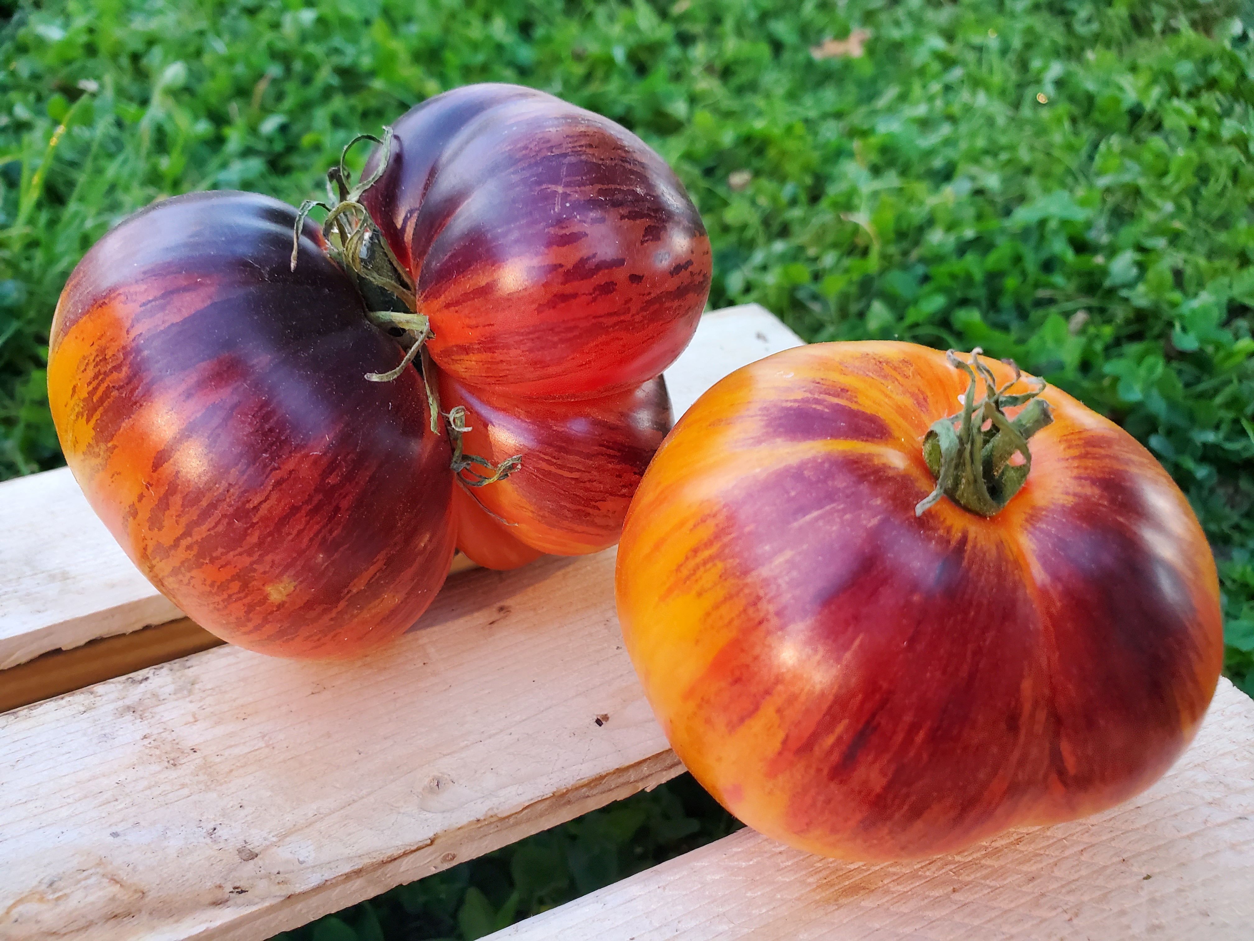 Blue Pineapple Tomato - Heirloom Seedhouse