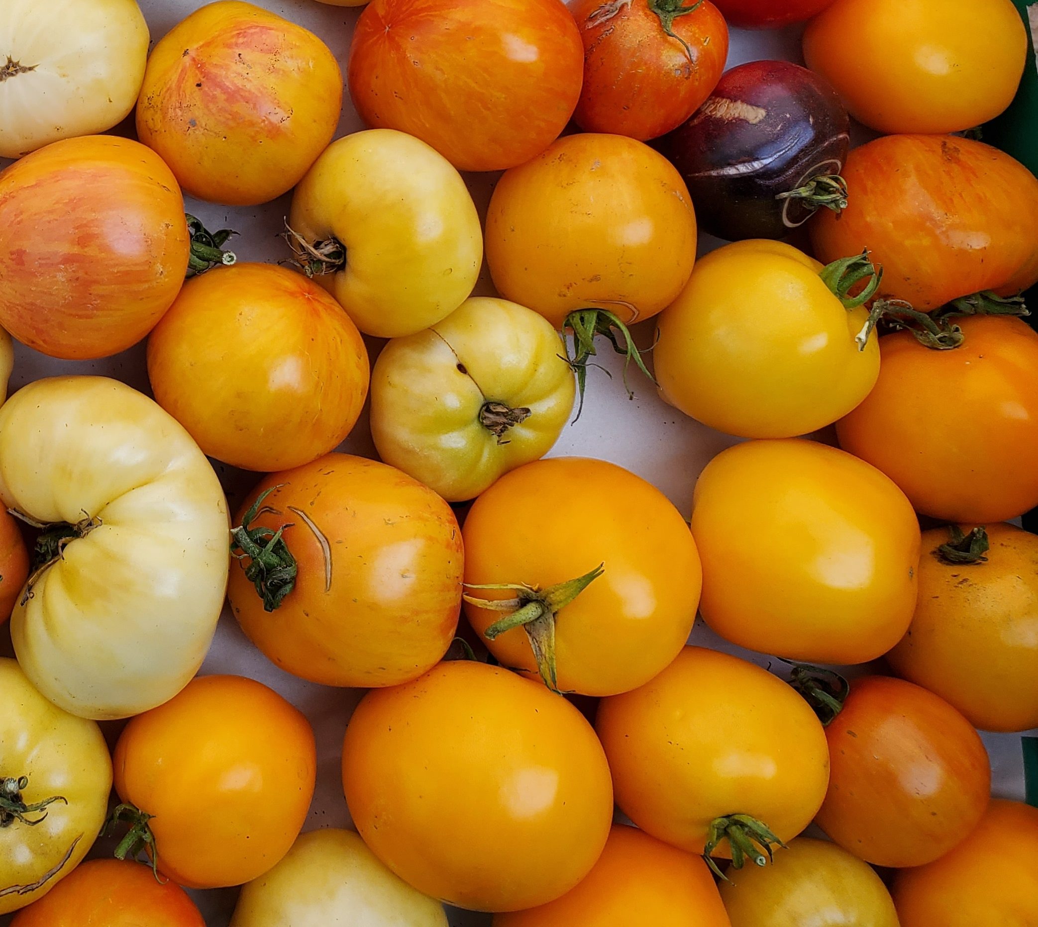Tomato Seeds - Indeterminate - Valencia Slicing