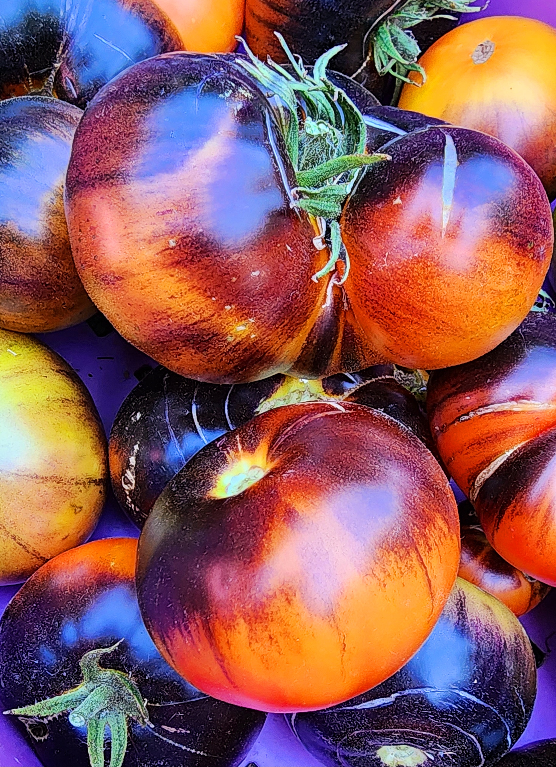 King Blue Tomato - Heirloom Seedhouse