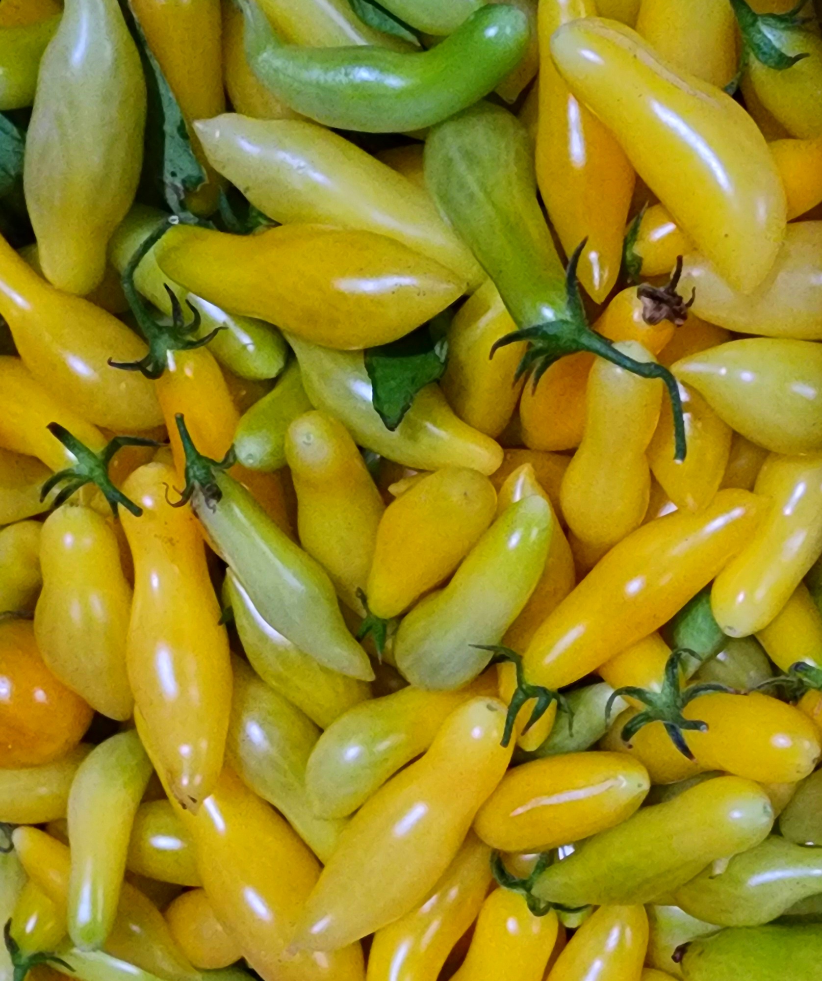 White Zinger Tomato - Perfect for Fresh Salads - Heirloom Seedhouse