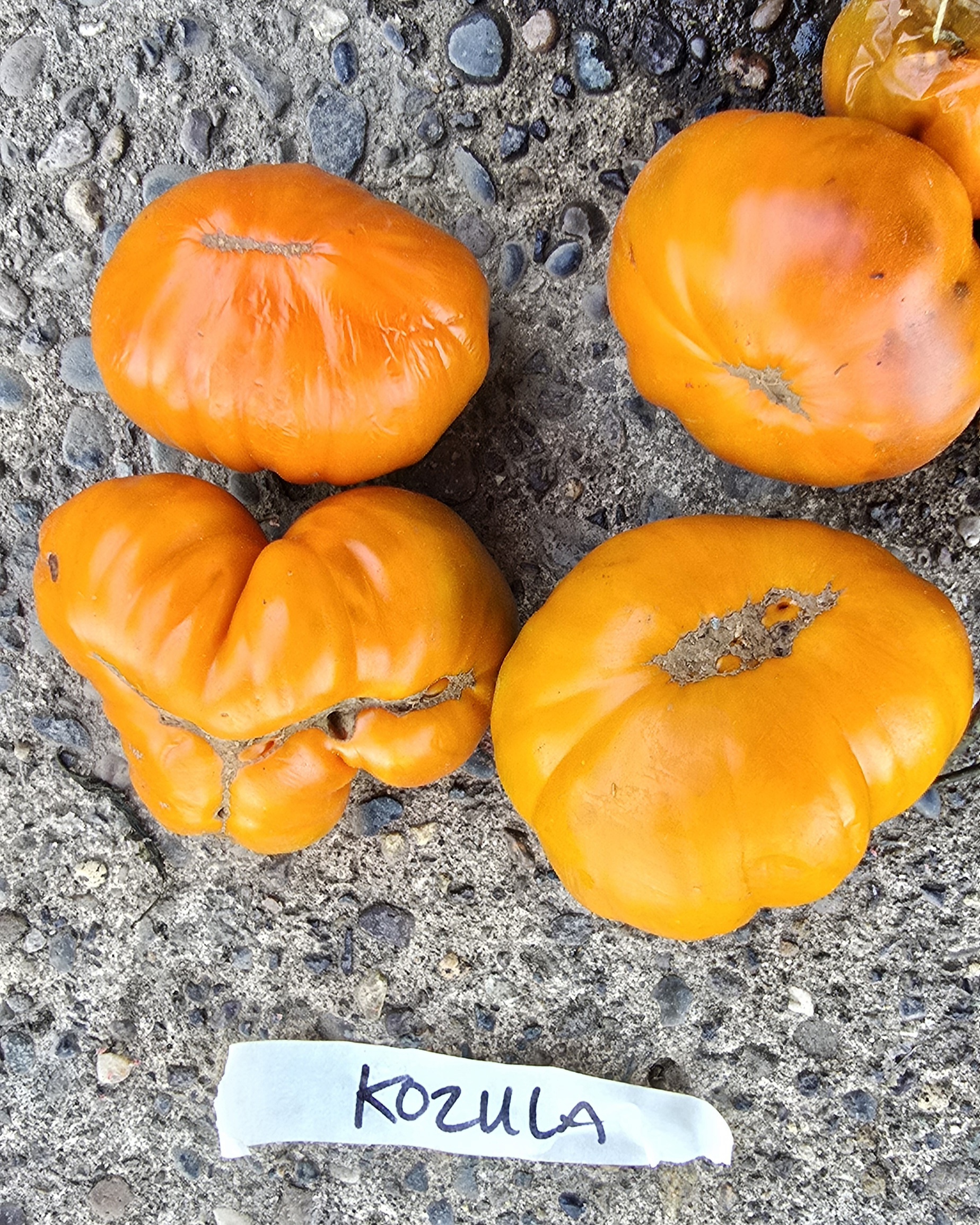 Kozula Tomato - Heirloom Seedhouse