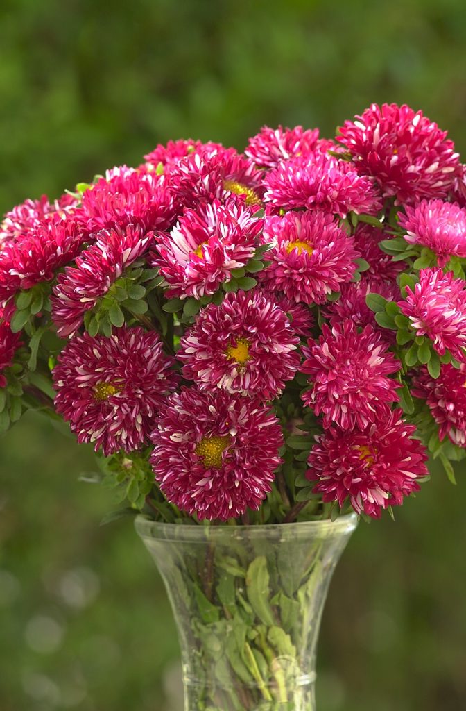 Mastsumoto Striped Red Aster: Ruffled, Elegant Flowers - Heirloom